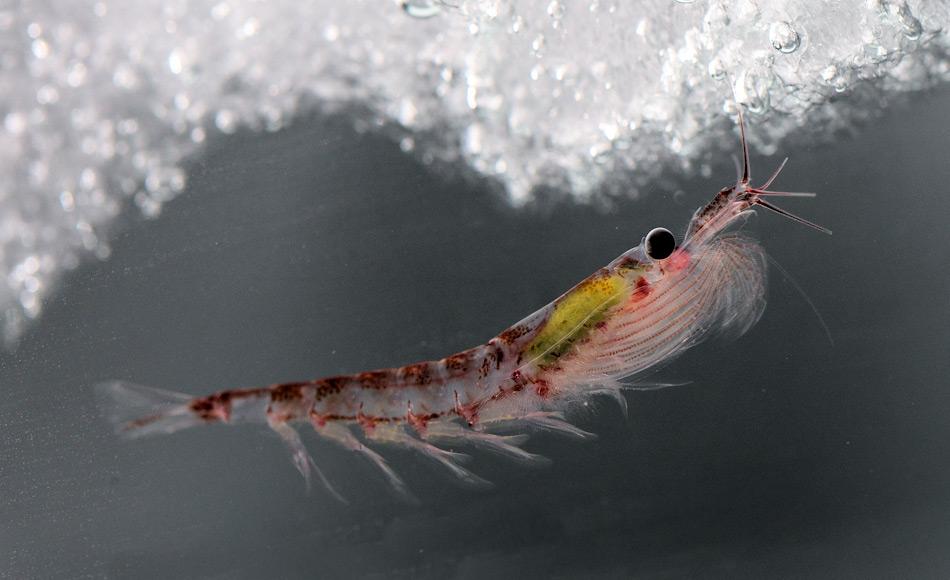 Krill ist wahrscheinlich eine der hÃ¤ufigsten Tierart weltweit. SchÃ¤tzungen gehen von mehreren Gigatonnen von den bis zu 6 cm grossen Krebstieren im SÃ¼dpolarmeer aus. Bild: Jan van Franeker, Wageningen Marine Research