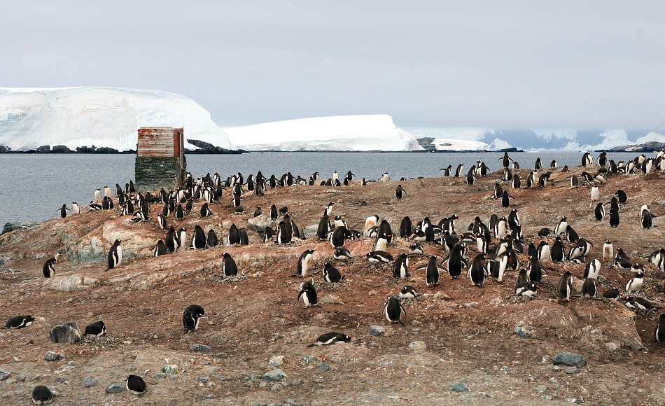 Eselspinguine sind die drittgrÃ¶sste Pinguinart. Sie sind Generalisten und haben ein breites Nahrungsspektrum, von Fisch bis Krill. Auf dem antarktischen Festland sind sie erst seit kurzem zu finden, wahrscheinlich aufgrund des Klimawandels. Bild: Michael Wenger