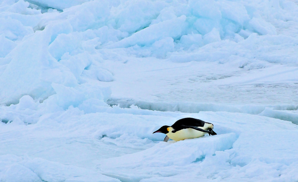 Die grÃ¶ssten, modernen Pinguine sind Kaiserpinguine mit GrÃ¶ssen zwischen 110 â 130 cm und 36 kg Gewicht. Doch im Vergleich zur neuentdeckten Art Kumimanu sind sie Zwerge. Diese Art war bis zu 165 cm gross und 100 kg schwer. Bild: Michael Wenger