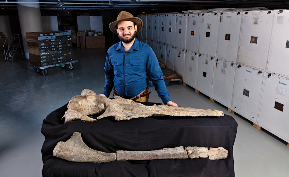 Carlos Peredo vom Smithsonian hat die Untersuchungen an Maiabalaena nesbittae durchgefÃ¼hrt und herausgefunden, dass der Urwal nicht nur keine ZÃ¤hne, sondern auch keine Barten aufwies. DafÃ¼r hatte das Tier andere Methoden, sich zu ernÃ¤hren. Bild: Smithsonian