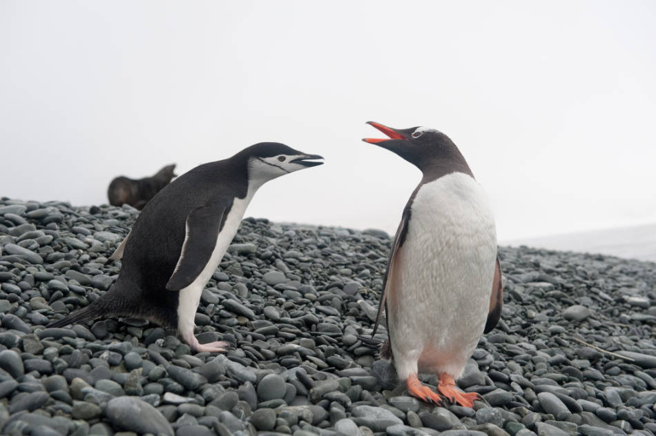 Nicht alle Pinguinarten kÃ¶nnen gleich gut mit VerÃ¤nderungen klarkommen. Eselspinguine (rechts) konnten ihre ErnÃ¤hrung anpassen, ZÃ¼gelpinguine nicht. (Foto: Vreni Gerber)