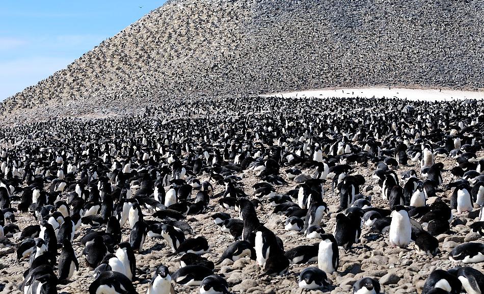 Viele Kolonien entlang der westlichen antarktischen Halbinsel haben einen RÃ¼ckgang der Populationen durch die ErwÃ¤rmung des Wassers erfahren. Dadurch schmolz das Eis und der Krill, der SchlÃ¼ssel zum Ãberleben der AdÃ©liepinguine, ging zurÃ¼ck. Bild: Michael Wenger