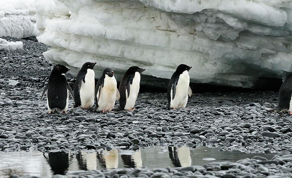 AdÃ©liepinguine sind eine von drei echten Antarktikabewohnern, denn sie brÃ¼ten an den felsigen Bereichen des SÃ¼dkontinents. Rund 2.5 Millionen Brutpaare sollen rund um Antarktika vorkommen. Bild: Michael Wenger