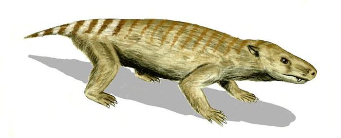 Thrinaxodon