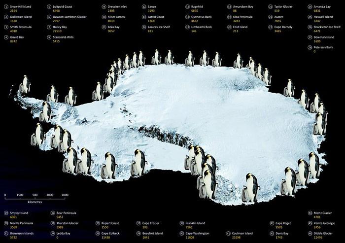 Bis heute sind in der Antarktis knapp 50 Kaiserpinguin-Kolonien bekannt.