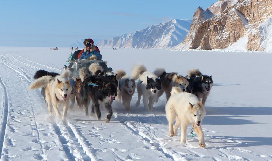 Schlittenhunde waren bis anhin ein zuverlässiger Partner der Inuit auf der Jagd, heute wird er zusehends durch Schneemobile konkurrenziert.