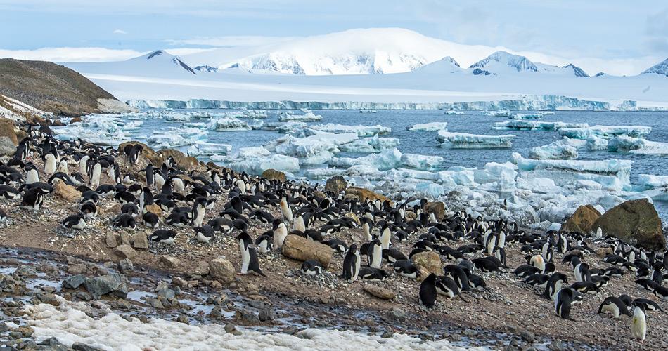 Adéliepinguine waren lange Zeit die einzigen, die auf antarktischem Festland brüten. Doch nun sind Eselspinguine langsam immer weiter nach Süden vorgedrungen und brüten auch auf dem antarktischen Festland. Bild: Katja Riedel