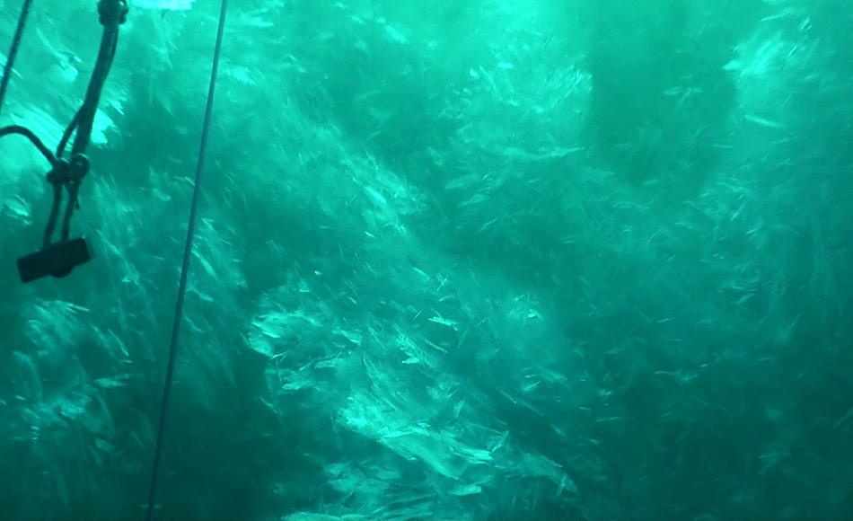 Screenshot einer Unterwasser-Aufnahme der PlÃ¤ttcheneisschicht in der Atka­bucht, Weddellmeer, Antarktis. Die PlÃ¤ttchen messen bis zu 20 Zentimeter im Durchmesser. Foto: AWI, Tauchzentrum