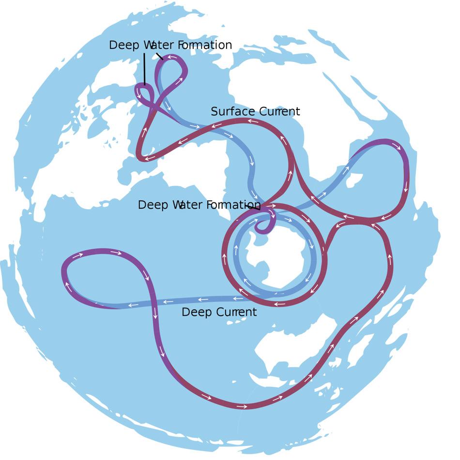 Die Karte zeigt die thermohaline Zirkulation, die auch als das grosse âOzean FÃ¶rderbandâ bezeichnet wird. Verschiedene MeerestrÃ¶mungen sind verantwortlich fÃ¼r den grossrÃ¤umigen Austausch von Wassermassen im Weltozean. Ein Durchlauf dauert ca. 2000 Jahre. Die Ozeane sind als eine einzige Wassermasse dargestellt. Blaue Pfade sind TiefenwasserstrÃ¶mungen, wÃ¤hrend rote Pfade OberflÃ¤chenstrÃ¶mungen darstellen. Bild: Avsa, Wikipedia Commons