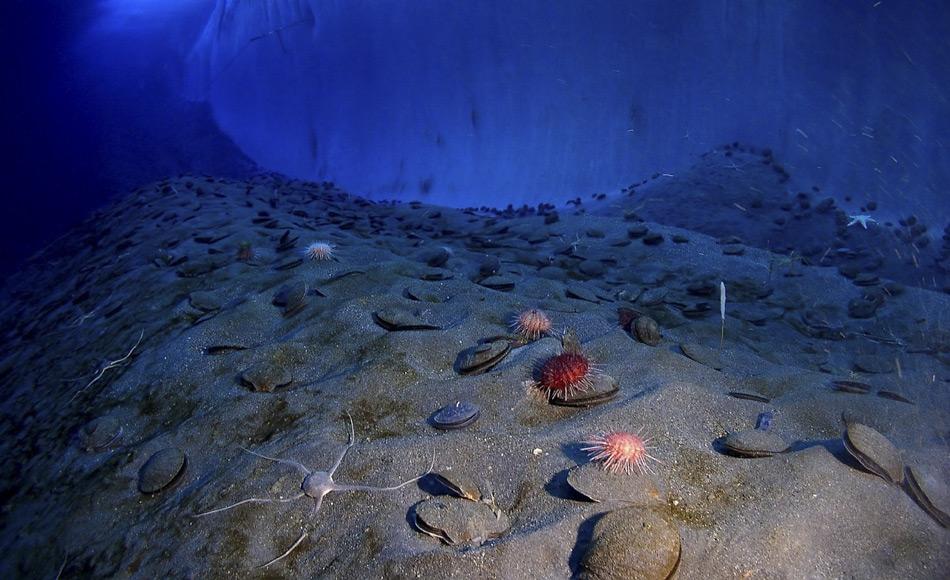 Unter dem Meereis der Antarktis gibt es eine erstaunlich vielfÃ¤ltige Meeresfauna. Am Meeresboden wimmelt es von nur so von farbenfrohen Tieren: Jakobsmuscheln, Seeigel, Schlangenstern, Seesterne, SchnurwÃ¼rmern und Seeschnecken. Viele andere Arten von WÃ¼rmern, Schalentieren und Krebstieren leben im Sediment des Meeresbodens. (Bild: Pixabay, Skeeze)