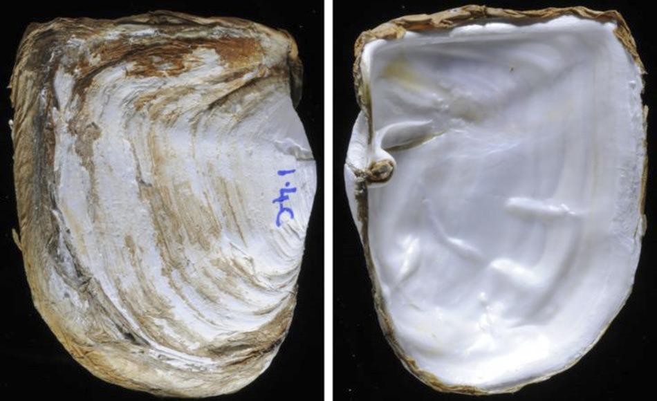 Eine neue Studie Ã¼ber die antarktische Muschel Laternula elliptica untersuchte, wie die Tiere so starke Muschelschalen aufbauen kÃ¶nnen. Die Innen- und AuÃenseite der Muscheln besteht aus Kalziumkarbonat das in Form von Karbonat-Ionen aus dem Meerwasser aufgenommen werden muss.