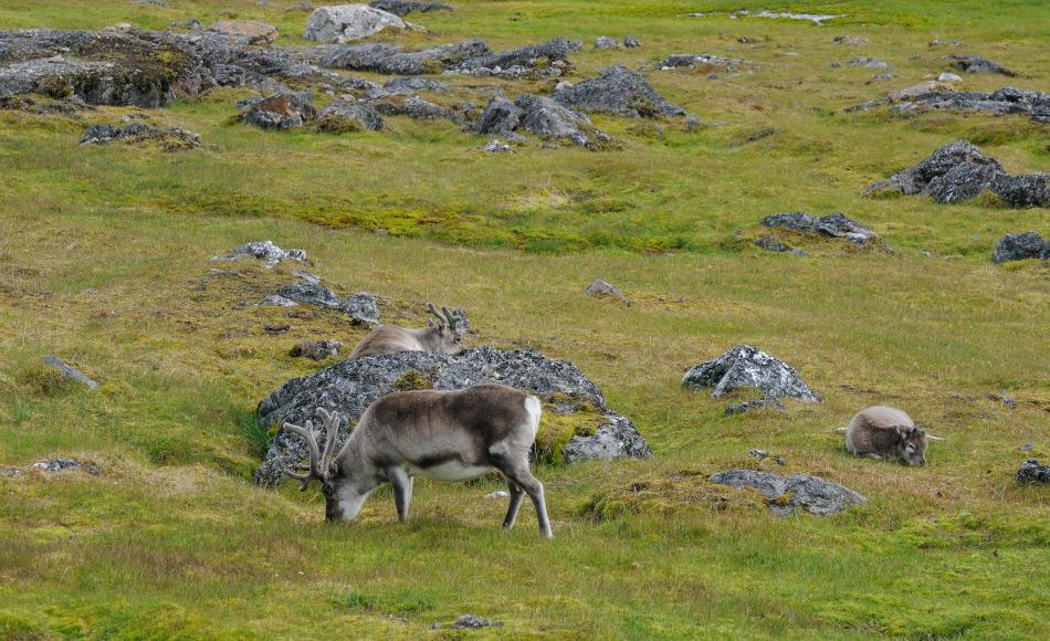 Svalbardrentiere sammeln sich in kleinen Herden aufgrund der knappen Nahrung und der Abwesenheit von JÃ¤gern wie beispielsweise WÃ¶lfe. Bild: Michael Wenger