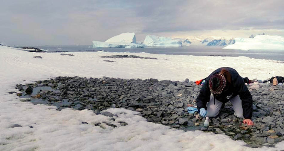 Für die meisten Lebewesen sind die beiden Polarregionen Welten auseinander. Doch einige Mikrobenarten bilden eine Ausnahme und leben an beiden Enden der Welt. Bild: Daniel Farinotti