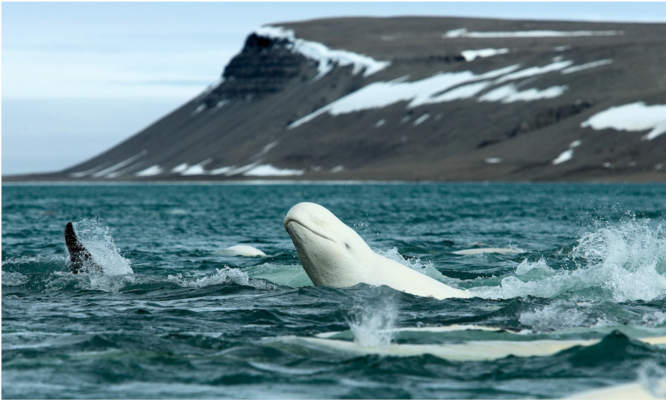 Meeressäugetiere wie Belugas sind von ungestörten Gebieten abhängig, wenn sie auf Nahrungssuche sind. Fisch ist ihre Hauptnahrung, genauso wie für die lokalen Bewohner. Bild: Heiner Kubny