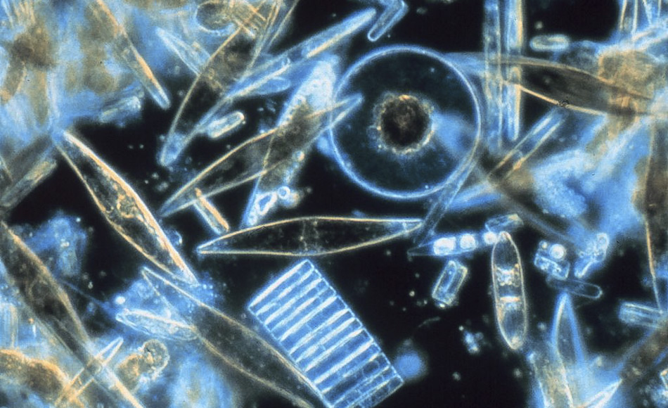 Verschiedene Diatomeen, auch Kieselalgen genannt, durch ein Mikroskop betrachtet. Diese winzigen Phytoplankton Organismen sind von einer Silikat-Zellwand eingeschlossen und leben zwischen den Kristallen des Meereises in der Antarktis und Arktis. (Bild: Wikipedia, Prof. Gordon T. Taylor, Stony Brook UniversitÃ¤t - corp2365, NOAA Corps Collection)