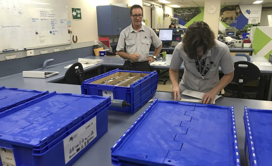 Biosicherheitsbeamte untersuchen Samen aus australischen Genbanken, bevor sie in den weltweiten Saatgut-Tresor in Spitzbergen geschickt werden. (Bild: ABC News, Kerry Straight)