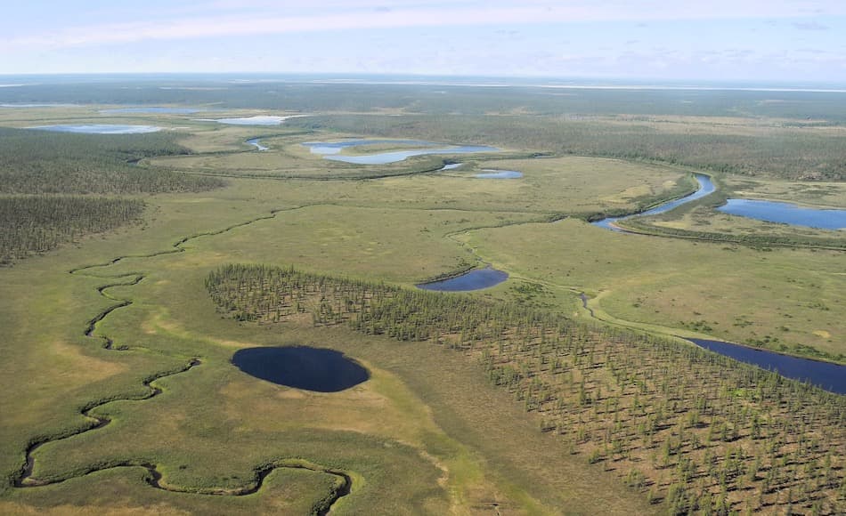 Die sibirische Taiga, die weite Teile des hohen Nordens Russlands ausmacht, ist von LÃ¤rchenwÃ¤ldern bedeckt. Zwischen Seen und SÃ¼mpfen haben sich die LÃ¤rchen ausgebreitet und dominieren das arktische Ãkosystem. Bild: Stefan Kruse, AWI
