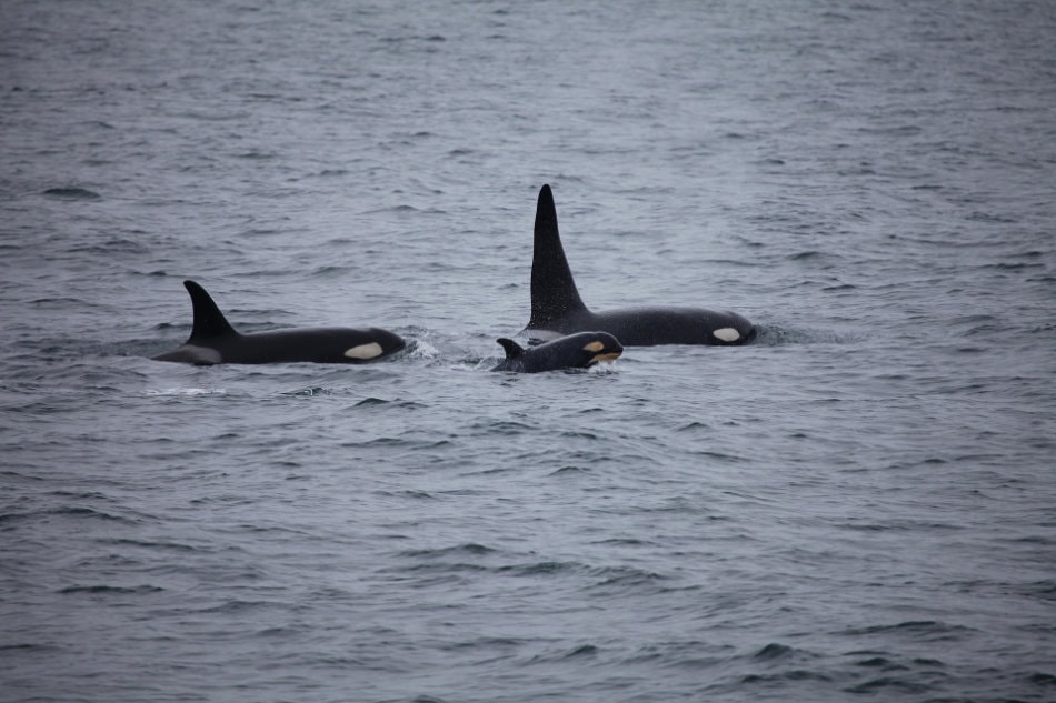 Orcas leben in festen Grossfamilien, die ein Leben lang zusammen bleiben. (Foto: Skeeze/Pixabay)