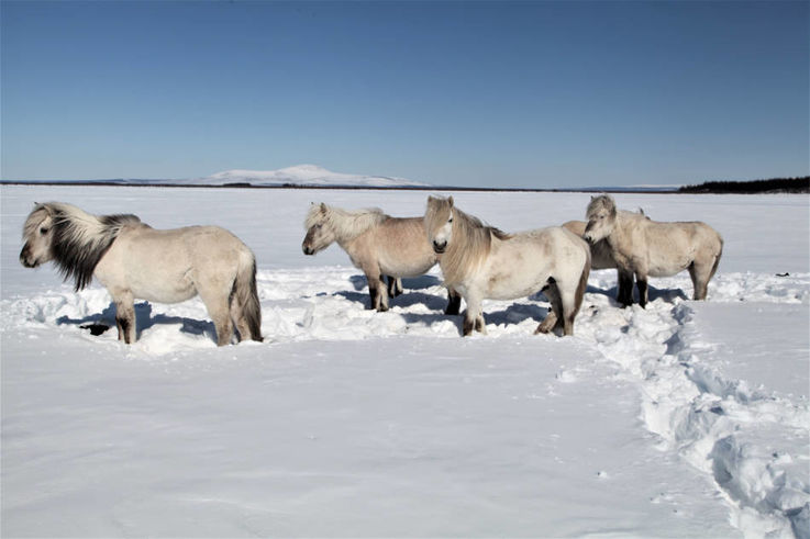 Grosse Pflanzenfresser wie Pferde und Rentiere könnten den Permafrost mit ihren stampfenden Hufen