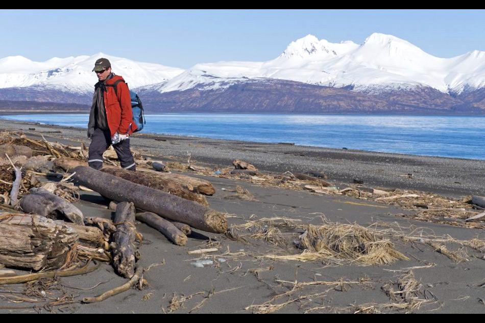 Robb Kaler von der US Fischerei und WildtierbehÃ¶rde sucht nach toten VÃ¶geln bei Hallo Bay im Katmai Nationalpark, westlich von Anchorage. Bild: Stacia Backenstoss, National Park Service via APP