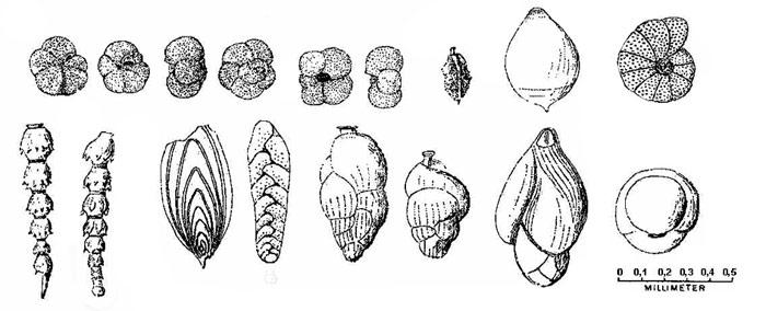 Foraminiferen