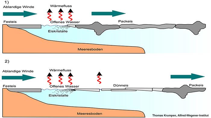 Schematische Zeichnung einer Polynja in der Laptev See: Das frei treibende Packeis wird durch ablandige Winde vom am Land verankerten Festeis weggetrieben. So entstehen neue offene Wasserflächen in denen bei extrem geringen Temperaturen Eiskristalle entstehen. Die Eiskristalle bilden neue Dünneisflächen, die später in den zentralen Arktischen Ozean exportiert werden.