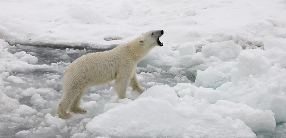 Älter als angenommen, schon vor 600'000 Jahren haben sich die Eisbären vom Braunbären abgetrennt.