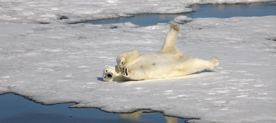 Die Eisbären haben schon mehrere Warmzeiten überstanden, ob sie die nächste schadlos überstehen ist eher ungewiss.