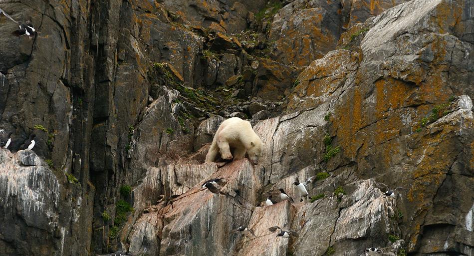 Fehlendes Eis und demzufolge der ausbleibende Jagderfolg treibt diesen Eisbären in die Felswand beim Akefjelet in der Hinlopenstrasse auf Spitzbergen. Ein Absturz bedeutet für den Eisbären den sicheren Tod. Foto: Michael Wenger, PolarNEWS