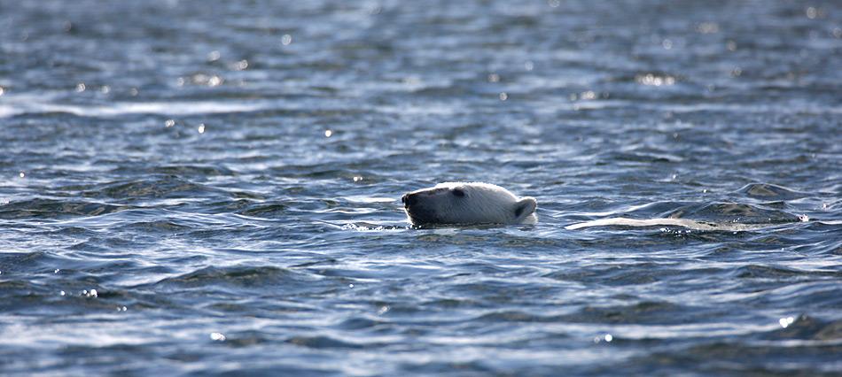 Durch den Klimawandel haben die Eisbären das Wasser sprichwörtlich bis zum Hals. Foto: Heiner Kubny, PolarNEWS