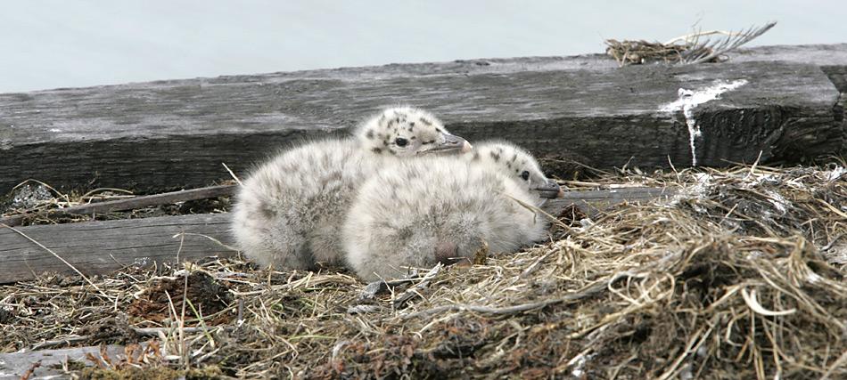 Vögel im Jugendkleid sind überwiegend hell graubraun. Das Gelege besteht aus 1-2 Eiern. Die Jungvögel verlassen nach 45–50 Tagen das Nest und werden von den Elterntieren nur noch einige Tage mit Futter versorgt.