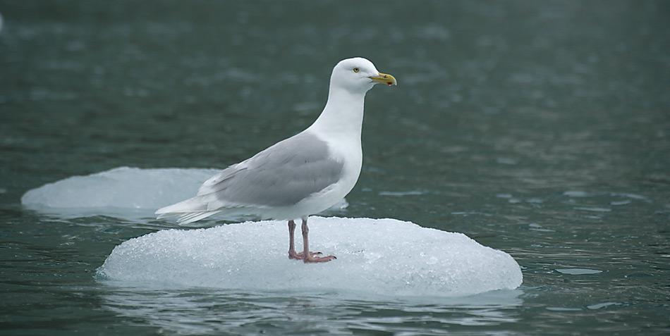 Die Eismöwe ist ein grosser Vogel aus der Familie der Möwen, der die Küsten der subpolaren Zone und der Polargebiete der Arktis bewohnt.