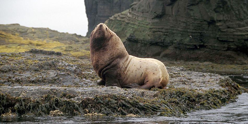 Der Stellersche Seelöwe (Eumetopias jubatus) ist der grösste Vertreter der Ohrenrobben. Seine Kolonien findet man an den Küsten des nördlichen Pazifiks.