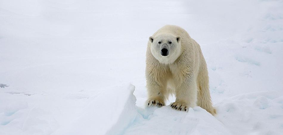 Eisbären sind zur Futtersuche ständig unterwegs. Meist wandern sie über Eis, sind aber auch hervorragende Schwimmer und können ohne weiteres 100 Kilometer und mehr im Wasser zurücklegen.