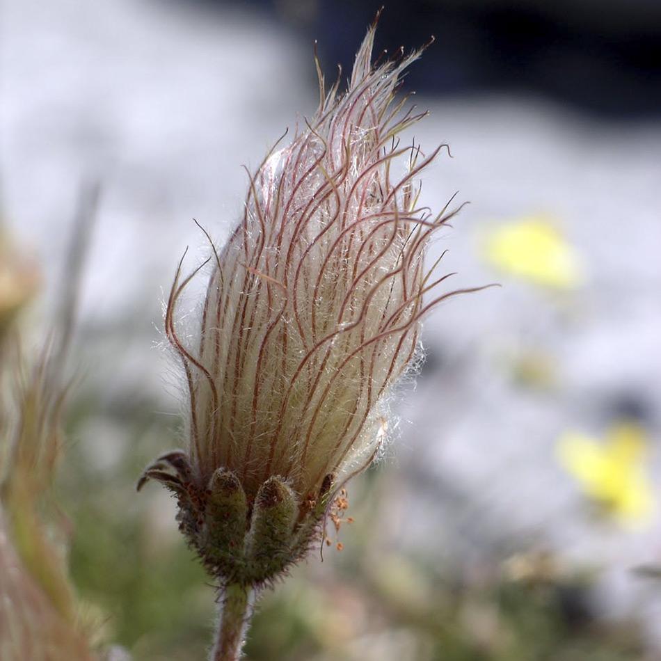 Sobald die Blume bestÃ¤ubt ist bildet sie Samen. Dargestellt ist der Fruchtstand einer Silberwurz (Dryas octopetala) Bild: Velella, Wiki Commons