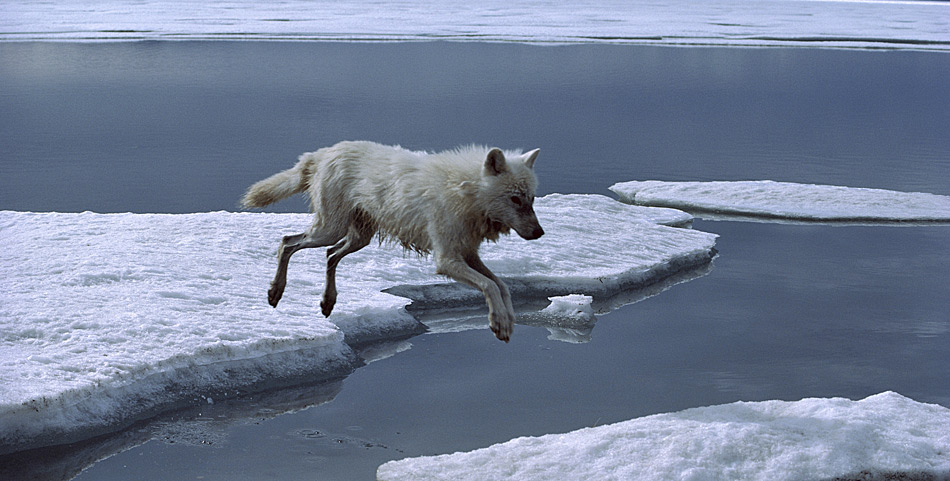 Je weiter die Beutetiere verstreut sind, desto besser muss sich das Rudel organisieren. Das ist nur eine von vielen Herausforderungen, die PolarwÃ¶lfe im hohen Norden meistern mÃ¼ssen. Die SolidaritÃ¤t in einem Polarwolf-Rudel ist noch stÃ¤rker ausgeprÃ¤gt als in Rudeln anderer Unterarten des Wolfes. Ein einzelner Polarwolf kÃ¶nnte in dem rauen Klima nicht lange Ã¼berleben. Ein Rudel besteht aus sieben bis zehn, manchmal bis zu 30 Tieren. Das Jagdgebiet der PolarwÃ¶lfe erstreckt sich zumeist Ã¼ber 1.300 bis 1.600 kmÂ². FÃ¼r die Futtersuche legen sie tÃ¤glich etwa 30 km zurÃ¼ck. Sie jagen und fressen fast alles, was sie ausmachen kÃ¶nnen.