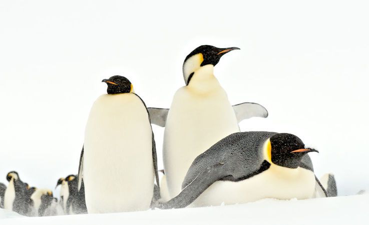 Die gru00f6sste Pinguinart, Kaiserpinguine, bru00fcten auf dem Festeis rund um den antarktischen