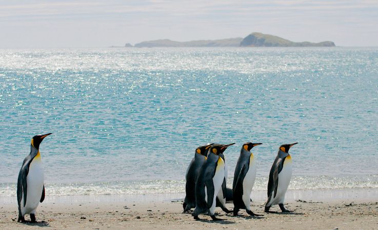 Ku00f6nigspinguine sind die zweitgru00f6sste Pinguinart und leben auf den subantarktischen Inseln des