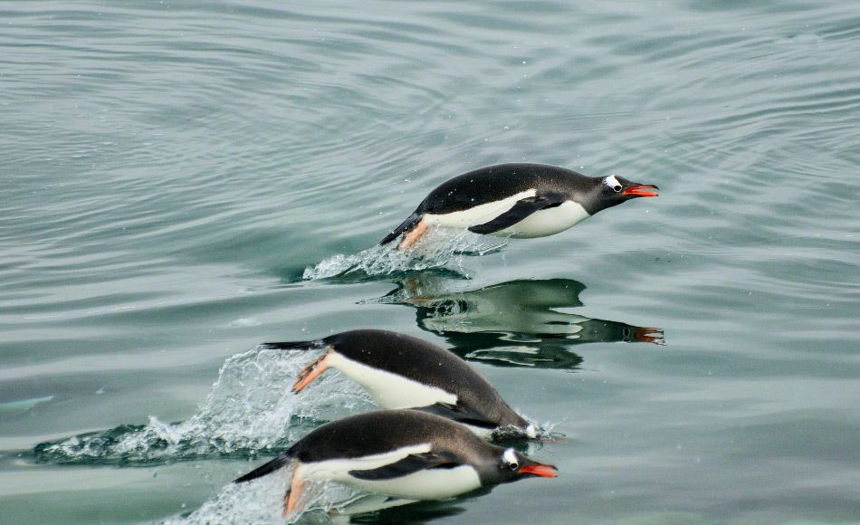 Pinguine mögens gummig: Nesseltiere auf der Speiseliste von Pinguinen