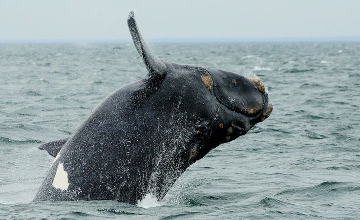 Su00fcdliche Glattwale sind zwischen 15 -18 m lang und wiegen 45 u2013 80 Tonnen. Ihre Wanderrouten sind